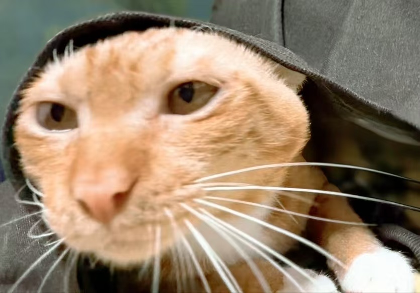 A cat named Bala