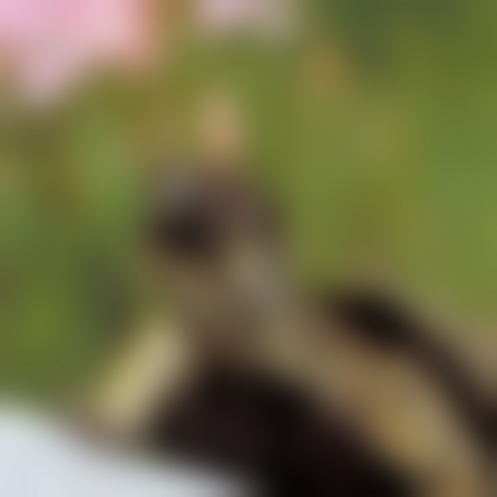 The same turtle image degraded by strong blur